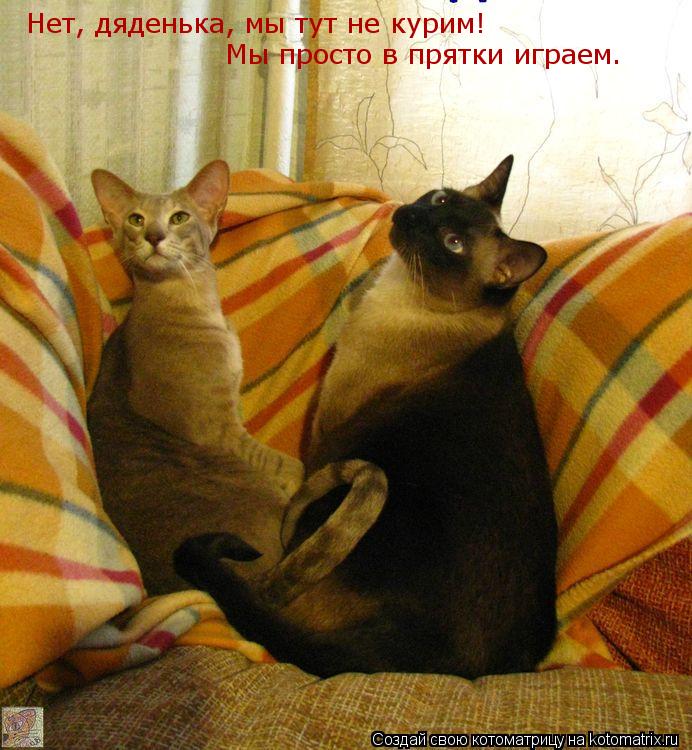 Нет, дяденька, мы тут не курим! Мы просто в прятки играем.... Котоматрица: Нет, дяденька, мы тут не курим! Мы просто в прятки играем.