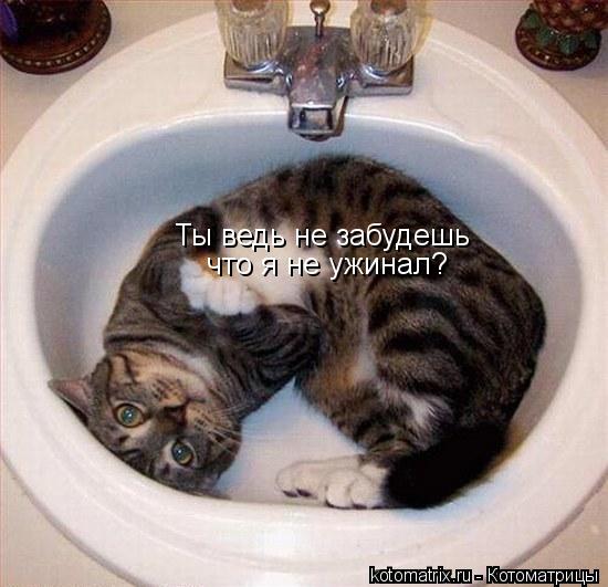 Ты ведь не забудешь что я не ужинал?... Котоматрица: Ты ведь не забудешь что я не ужинал?