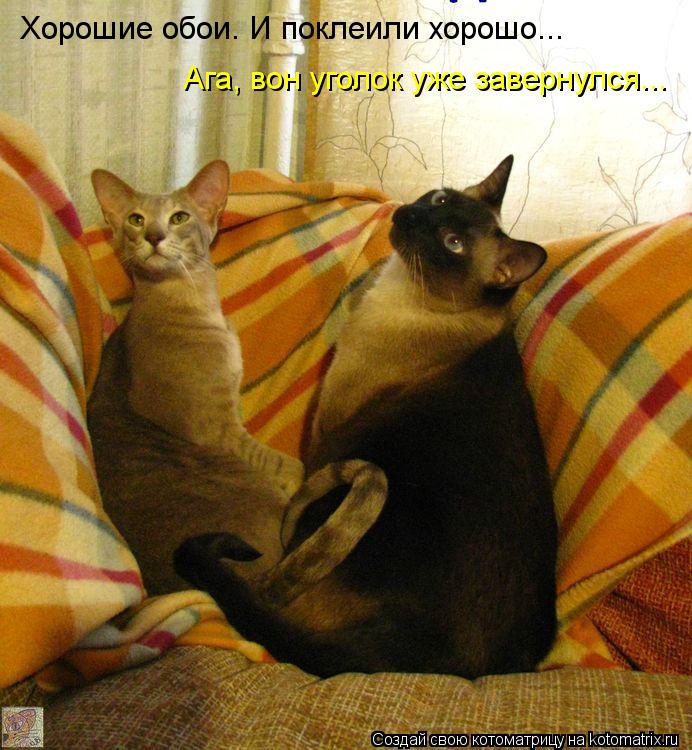 Хорошие обои. И поклеили хорошо... Ага, вон уголок уже завернулся...... Котоматрица: Хорошие обои. И поклеили хорошо... Ага, вон уголок уже завернулся...