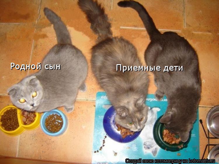 Родной сын Приемные дети... Котоматрица: Родной сын Приемные дети