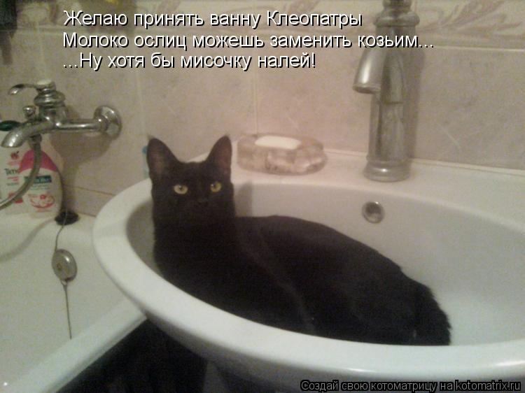 Желаю принять ванну Клеопатры Молоко ослиц можешь заменить козьим... ...Ну хотя бы мисочку налей!... Котоматрица: Желаю принять ванну Клеопатры Молоко ослиц можешь заменить козьим... ...Ну хотя бы мисочку налей!