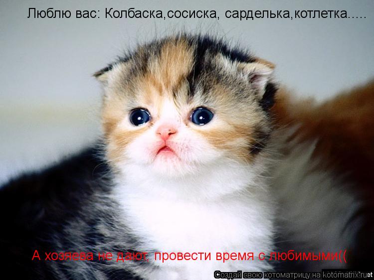 Люблю вас: Колбаска,сосиска, сарделька,котлетка..... А хозяева не дают, провести время с любимыми((... Котоматрица: Люблю вас: Колбаска,сосиска, сарделька,котлетка..... А хозяева не дают, провести время с любимыми((