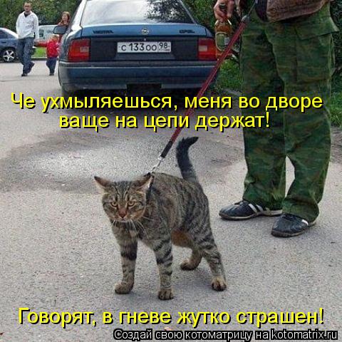 Че ухмыляешься, меня во дворе ваще на цепи держат! Говорят, в гневе жутко страшен!... Котоматрица: Че ухмыляешься, меня во дворе ваще на цепи держат! Говорят, в гневе жутко страшен!