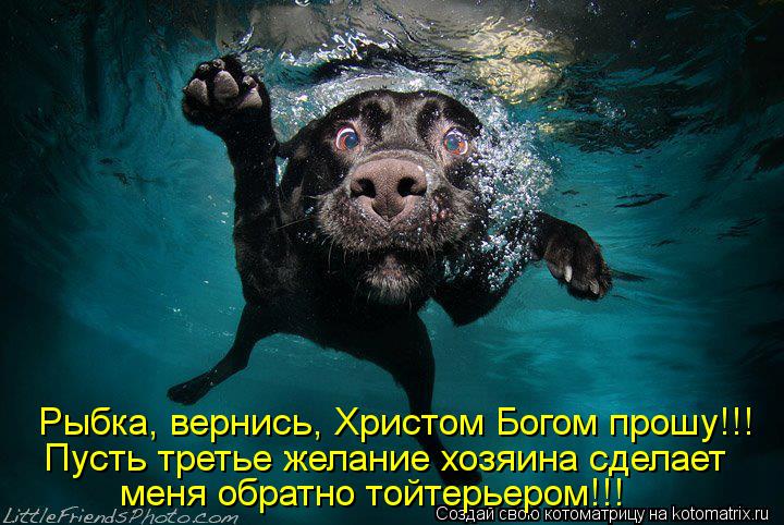 Рыбка, вернись, Христом Богом прошу!!! Пусть третье желание хозяина сделает меня обратно тойтерьером... Котоматрица: Рыбка, вернись, Христом Богом прошу!!! Пусть третье желание хозяина сделает меня обратно тойтерьером!!!