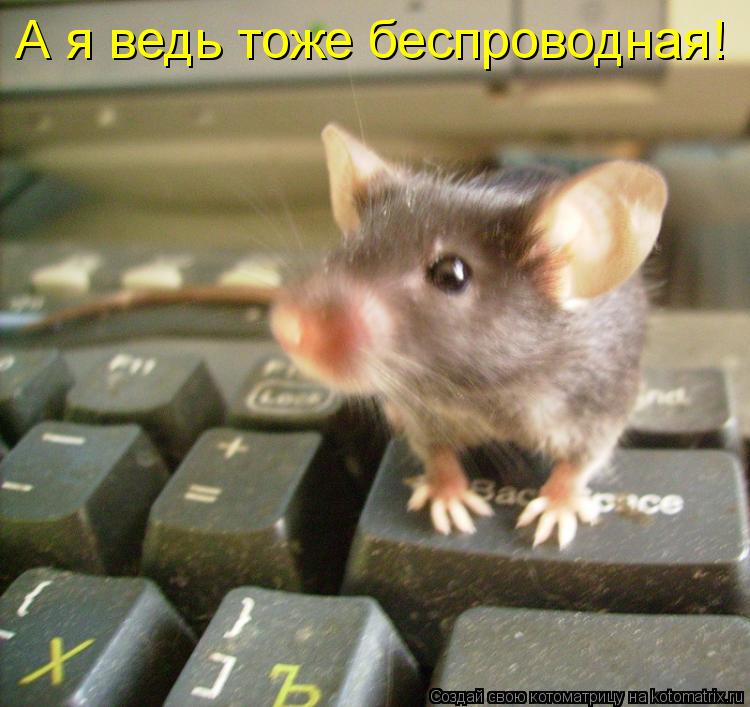 А я ведь тоже беспроводная!... Котоматрица: А я ведь тоже беспроводная!