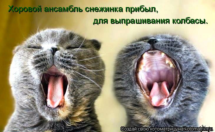 Хоровой ансамбль снежинка прибыл, для выпрашивания колбасы.... Котоматрица: Хоровой ансамбль снежинка прибыл, для выпрашивания колбасы.