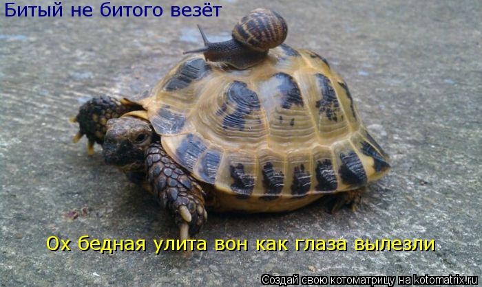 Битый не битого везёт Ох бедная улита вон как глаза вылезли... Котоматрица: Битый не битого везёт Ох бедная улита вон как глаза вылезли