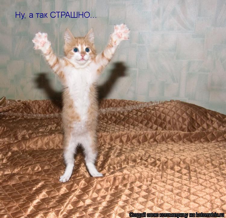 Ну, а так СТРАШНО...... Котоматрица: Ну, а так СТРАШНО...