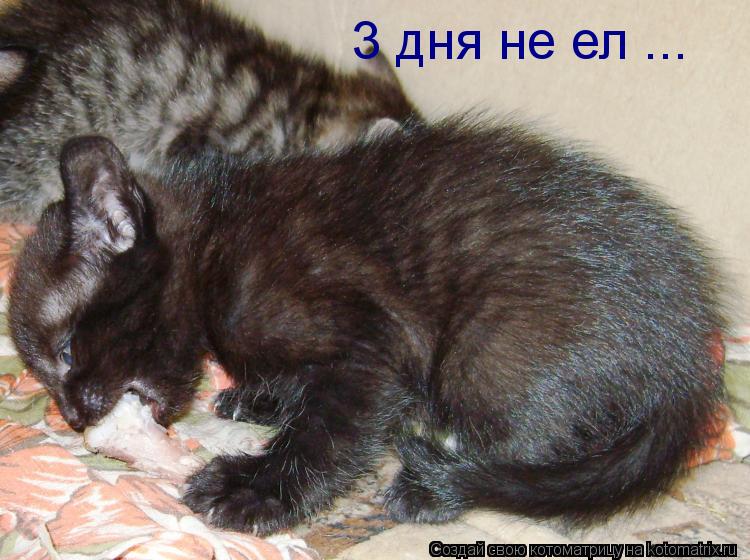 3 дня не ел ...... Котоматрица: 3 дня не ел ...