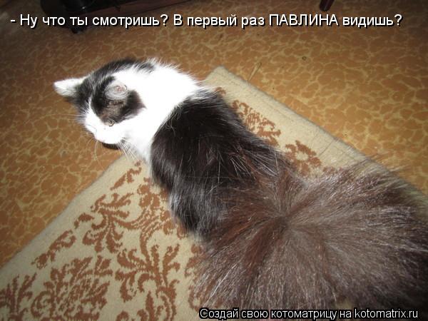 - Ну что ты смотришь? В первый раз ПАВЛИНА видишь?... Котоматрица: - Ну что ты смотришь? В первый раз ПАВЛИНА видишь?