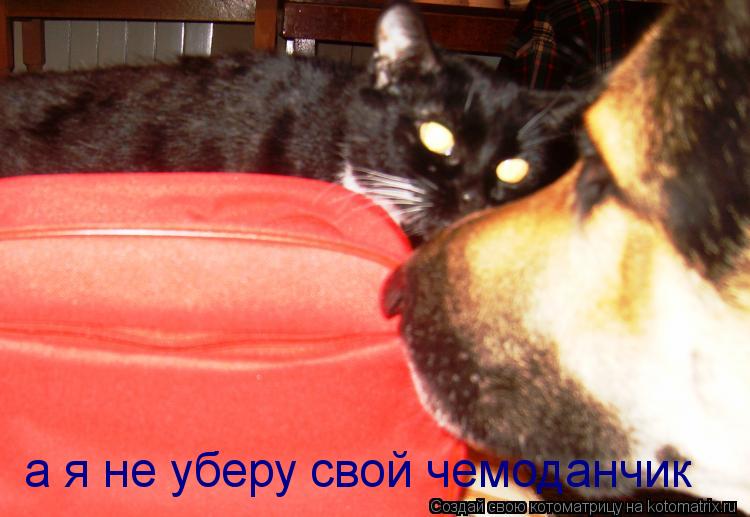 а я не уберу свой чемоданчик... Котоматрица: а я не уберу свой чемоданчик