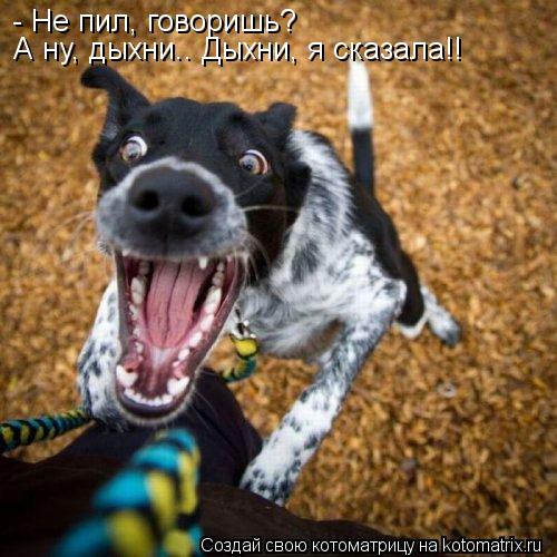Котоматрица: - Не пил, говоришь? А ну, дыхни.. Дыхни, я сказала!!