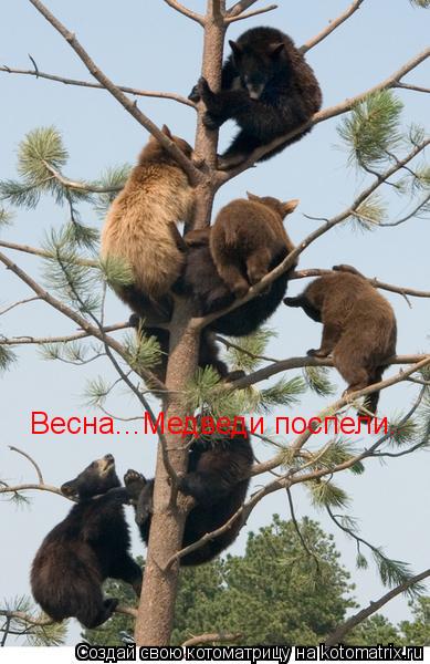 Весна...Медведи поспели.... Котоматрица: Весна...Медведи поспели.