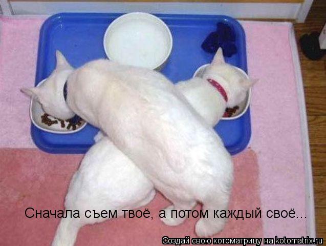 Сначала съем твоё, а потом каждый своё...... Котоматрица: Сначала съем твоё, а потом каждый своё...