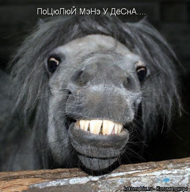 ПоЦюЛюЙ МэНэ У ДёСнА....... Котоматрица: ПоЦюЛюЙ МэНэ У ДёСнА....