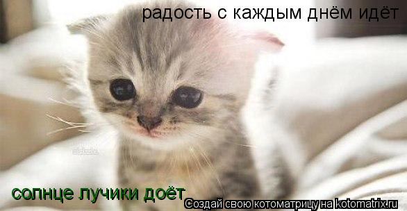солнце лучики доёт радость с каждым днём идёт... Котоматрица: солнце лучики доёт радость с каждым днём идёт
