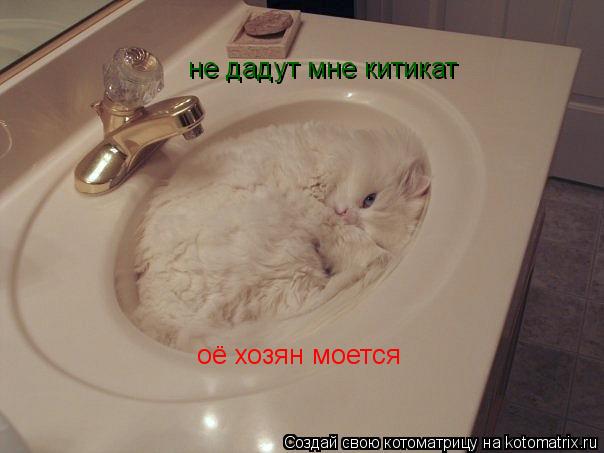 оё хозян моется не дадут мне китикат... Котоматрица: оё хозян моется не дадут мне китикат