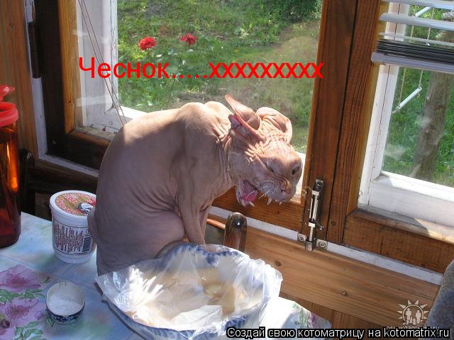 Чеснок.....ххххххххх... Котоматрица: Чеснок.....ххххххххх