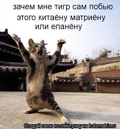 зачем мне тигр сам побью этого китаёну матриёну или епанёну... Котоматрица: зачем мне тигр сам побью этого китаёну матриёну или епанёну
