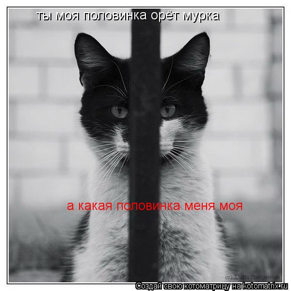 ты моя половинка орёт мурка а какая половинка меня моя... Котоматрица: ты моя половинка орёт мурка а какая половинка меня моя