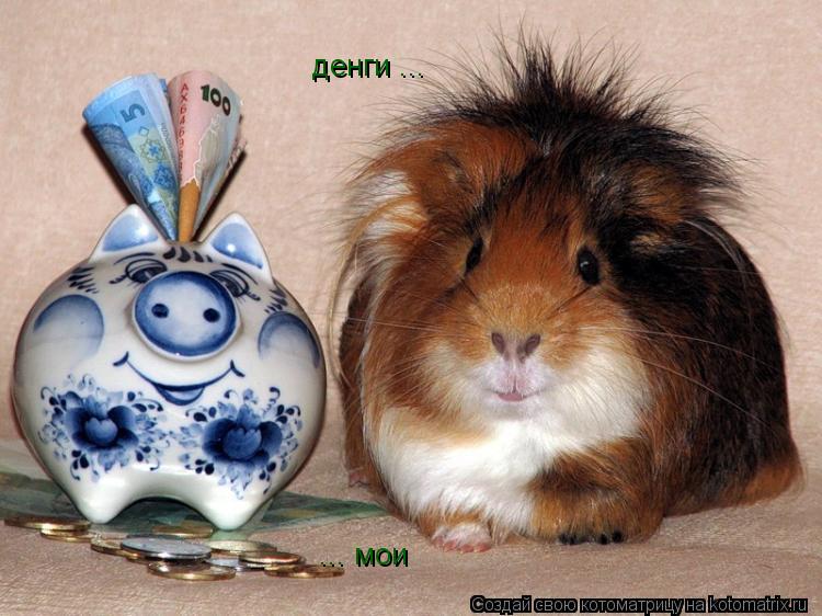 денги ... ... мои... Котоматрица: денги ... ... мои