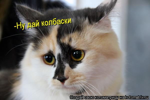 -Ну дай колбаски... Котоматрица: -Ну дай колбаски