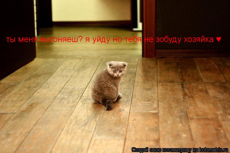 ты меня выгоняеш? я уйду но тебя не зобуду хозяйка ♥... Котоматрица: ты меня выгоняеш? я уйду но тебя не зобуду хозяйка ♥