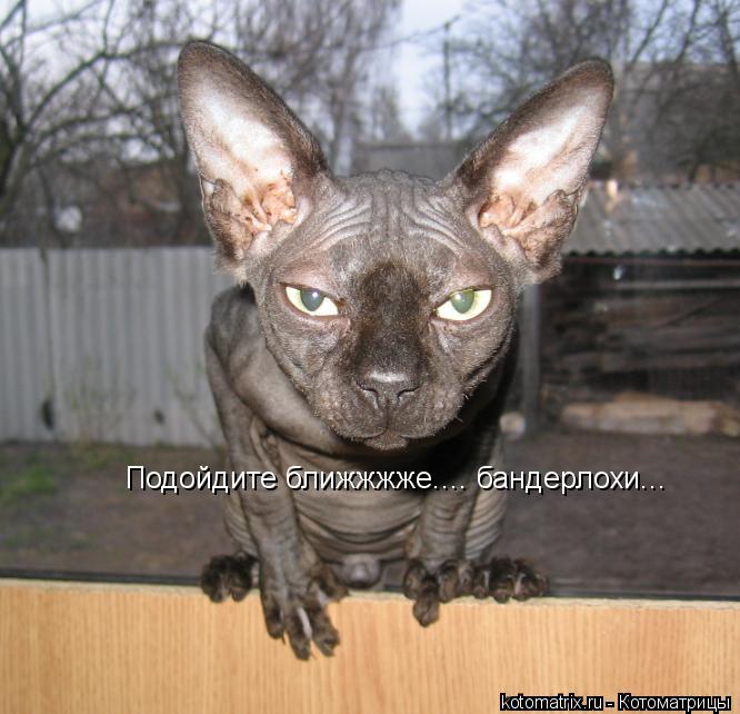 Подойдите ближжжже.... бандерлохи...... Котоматрица: Подойдите ближжжже.... бандерлохи...