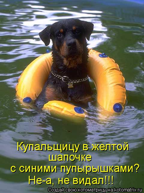 Не-а, не видал!!! с синими пупырышками? Купальщицу в желтой шапочке... Котоматрица: Не-а, не видал!!! с синими пупырышками? Купальщицу в желтой шапочке