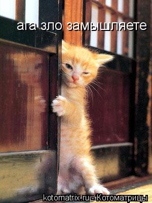 ага зло замышляете !... Котоматрица: ага зло замышляете !