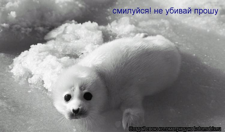 смилуйся! не убивай прошу... Котоматрица: смилуйся! не убивай прошу