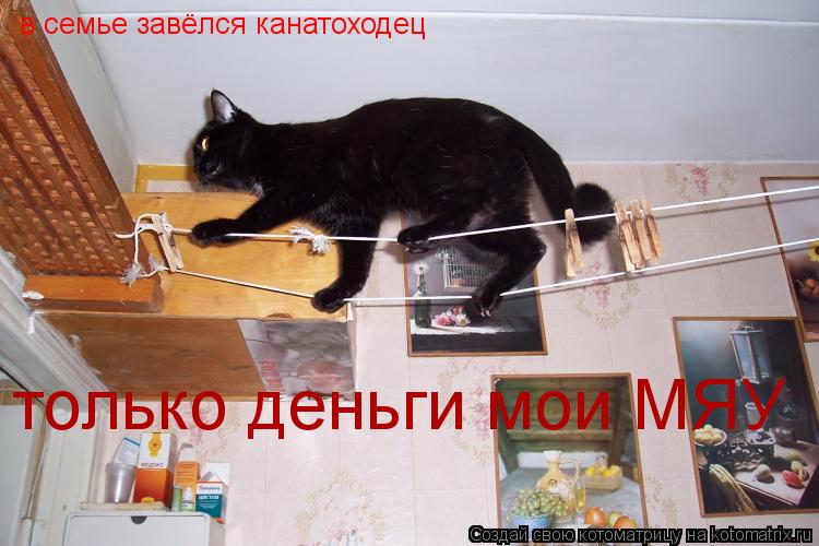 в семье завёлся канатоходец только деньги мои МЯУ... Котоматрица: в семье завёлся канатоходец только деньги мои МЯУ
