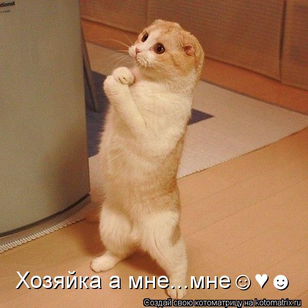 Хозяйка а мне...мне☺♥☻... Котоматрица: Хозяйка а мне...мне☺♥☻