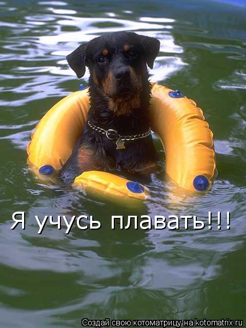 Я учусь плавать!!!... Котоматрица: Я учусь плавать!!!