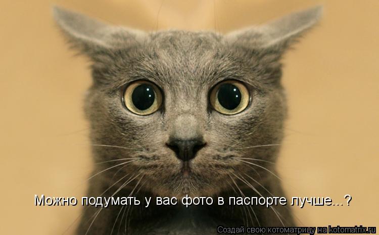Можно подумать у вас фото в паспорте лучше...?... Котоматрица: Можно подумать у вас фото в паспорте лучше...?