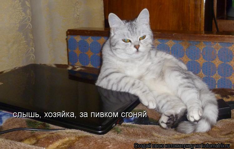 слышь, хозяйка, за пивком сгоняй... Котоматрица: слышь, хозяйка, за пивком сгоняй