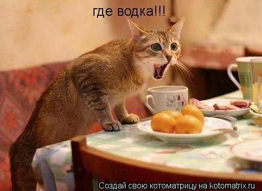 где водка!!!... Котоматрица: где водка!!!