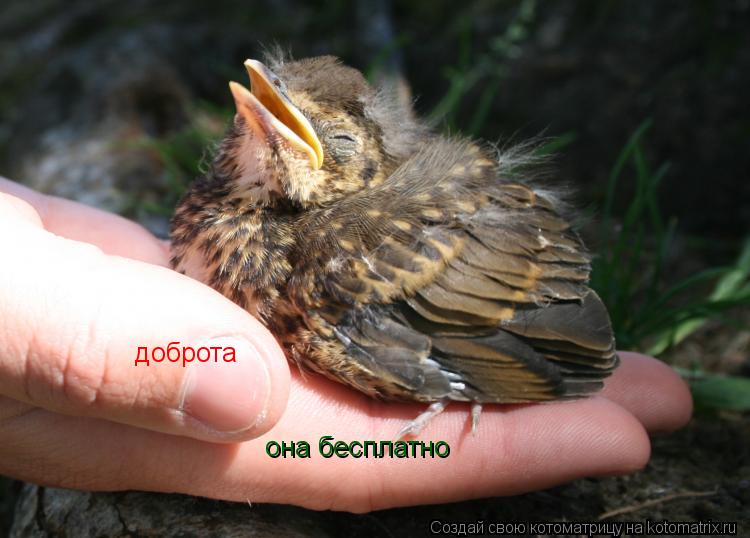 доброта она бесплатно... Котоматрица: доброта она бесплатно
