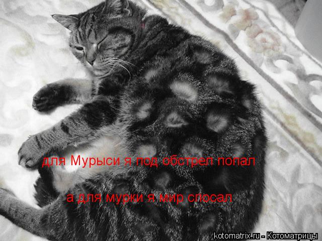 для Мурыси я под обстрел попал а для мурки я мир спосал... Котоматрица: для Мурыси я под обстрел попал а для мурки я мир спосал
