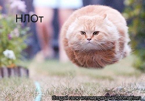 НЛОт... Котоматрица: НЛОт