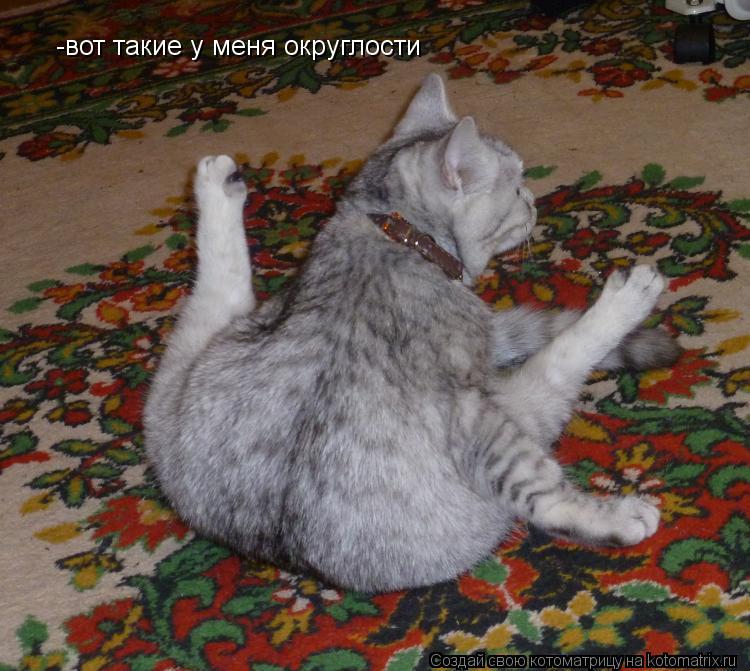 -вот такие у меня округлости... Котоматрица: -вот такие у меня округлости