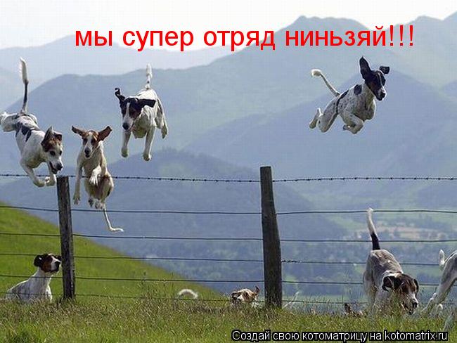 мы супер отряд ниньзяй!!!... Котоматрица: мы супер отряд ниньзяй!!!