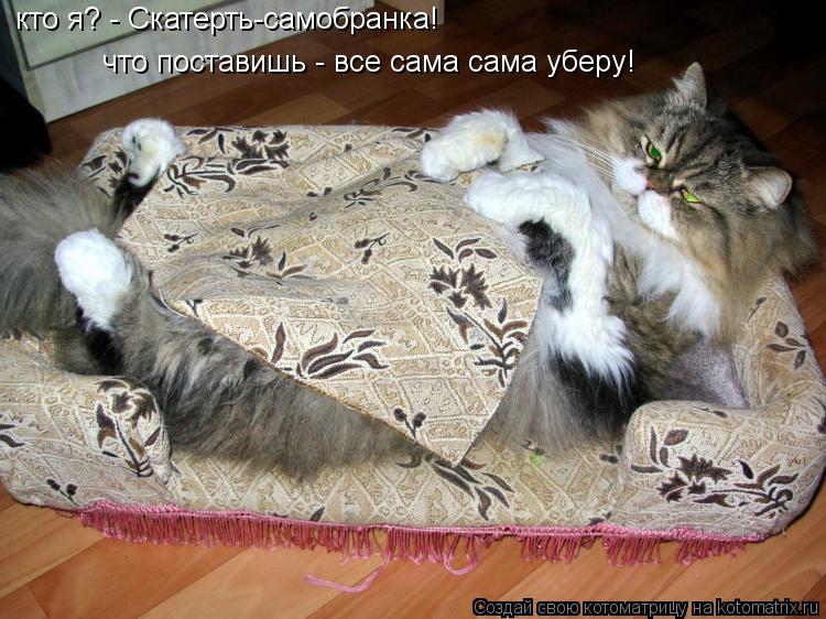 кто я? - Скатерть-самобранка! что поставишь - все сама сама уберу!... Котоматрица: кто я? - Скатерть-самобранка! что поставишь - все сама сама уберу!