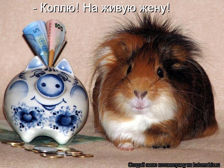 - Коплю! На живую жену!... Котоматрица: - Коплю! На живую жену!