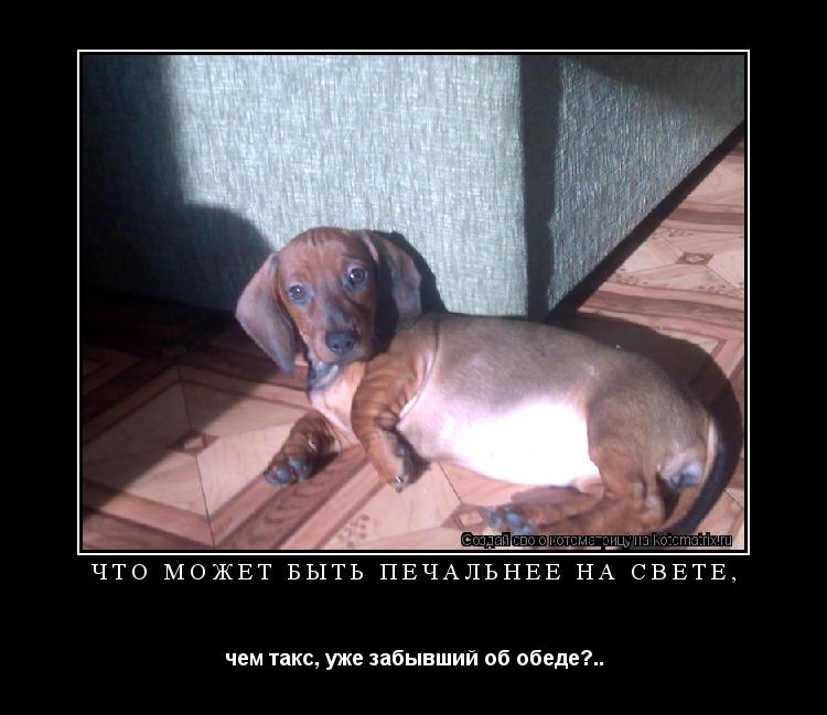 Что может быть печальнее на свете, чем такс, уже забывший об обеде?..... Котоматрица: Что может быть печальнее на свете, чем такс, уже забывший об обеде?..