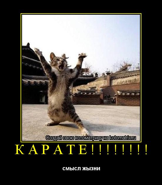 КАРАТЕ!!!!!!!! смысл жызни... Котоматрица: КАРАТЕ!!!!!!!! смысл жызни