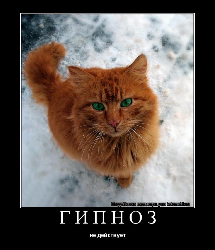 Гипноз не действует... Котоматрица: Гипноз не действует