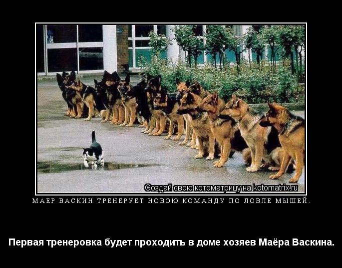Маёр Васкин тренерует новою команду по ловле мышей. Первая тренеровка будет проходить в доме хозяев М... Котоматрица: Маёр Васкин тренерует новою команду по ловле мышей. Первая тренеровка будет проходить в доме хозяев Маёра Васкина.