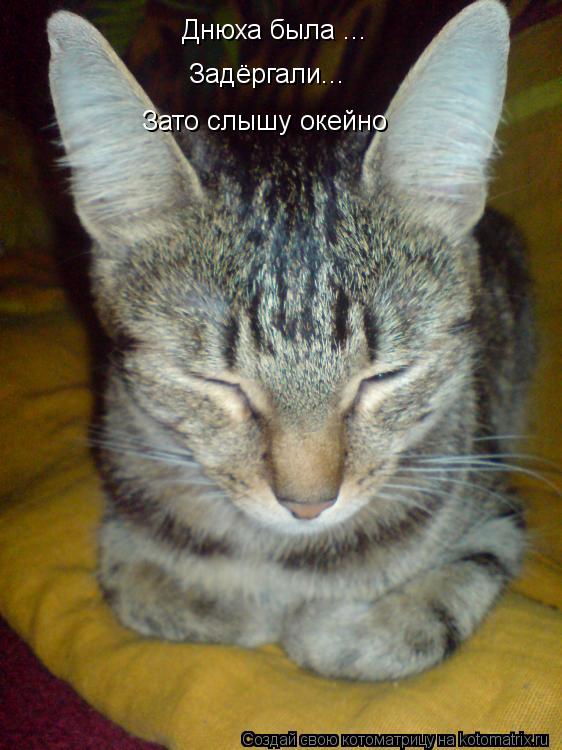 Днюха была ... Задёргали... Зато слышу окейно... Котоматрица: Днюха была ... Задёргали... Зато слышу окейно