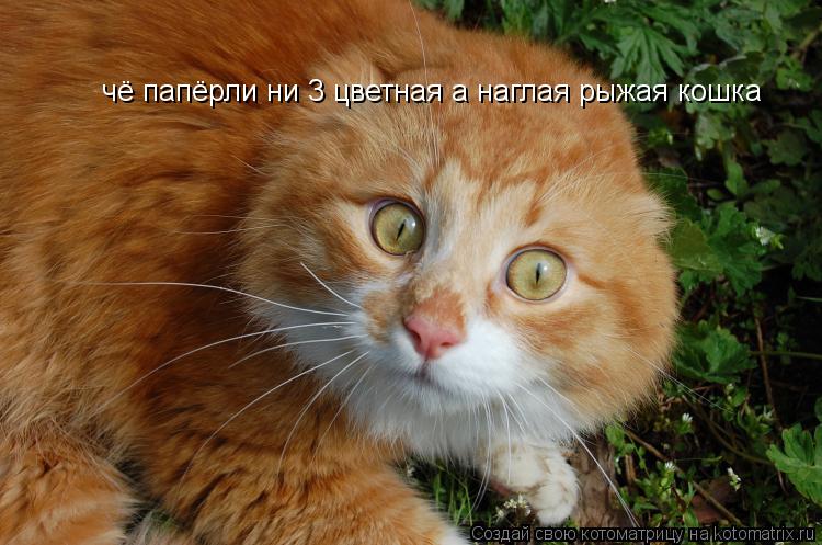 чё папёрли ни 3 цветная а наглая рыжая кошка... Котоматрица: чё папёрли ни 3 цветная а наглая рыжая кошка